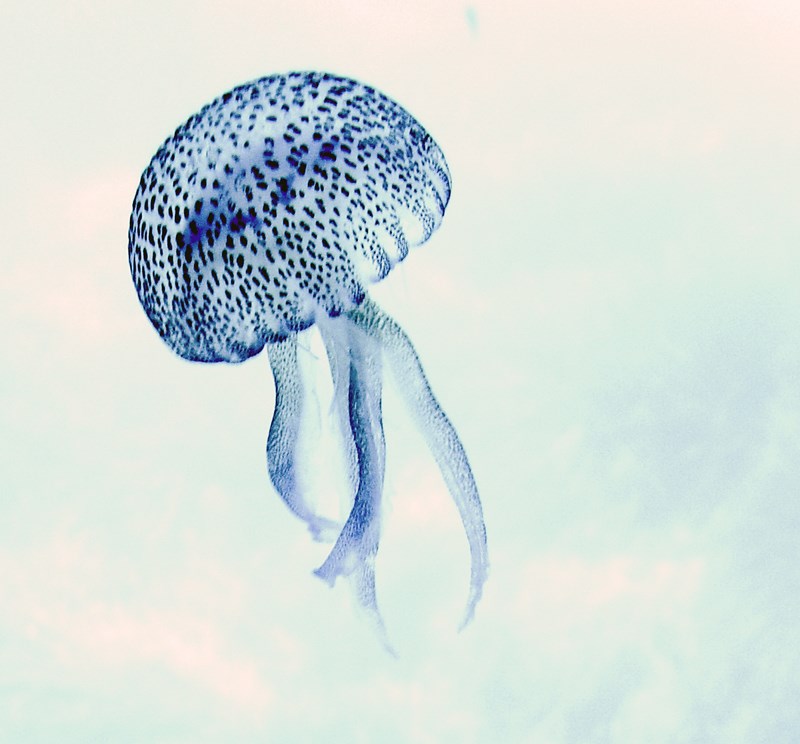 meduses